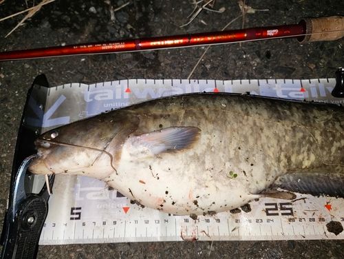 ナマズの釣果