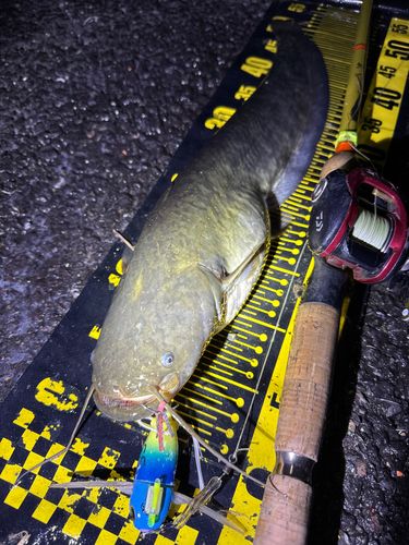 ナマズの釣果