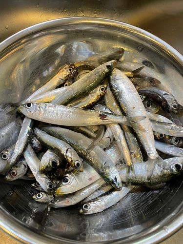 カタクチイワシの釣果