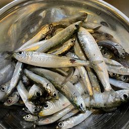 カタクチイワシ