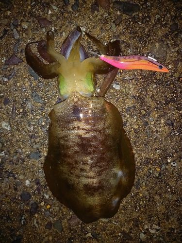 アオリイカの釣果