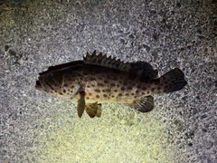 オオモンハタの釣果