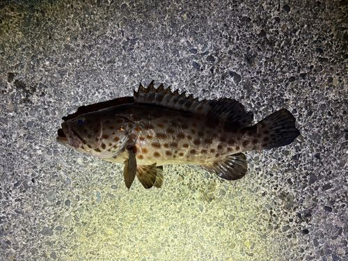 オオモンハタの釣果