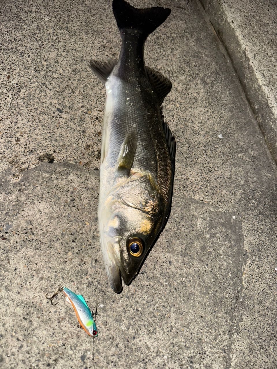 釣り人アングラー アングラー3865571 さんの 2025年11月01日のシーバスの釣り・釣果情報