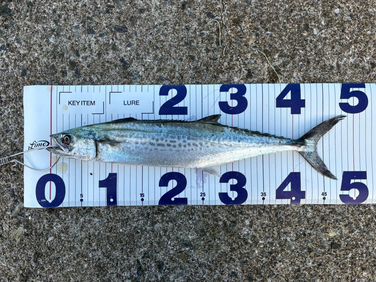 APIA グランデージ アトラス BLUE RUNNER 100MHの最安値・インプレ