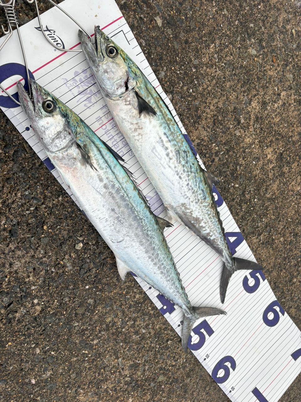 APIA グランデージ アトラス BLUE RUNNER 100MHの最安値・インプレ