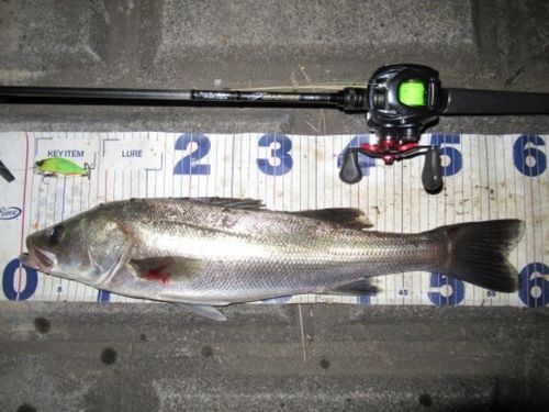 シーバスの釣果