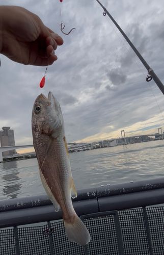 イシモチの釣果