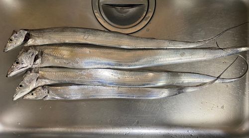 タチウオの釣果