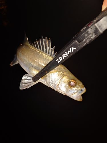 セイゴ（マルスズキ）の釣果