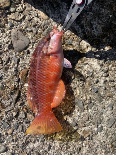 ホシササノハベラの釣果