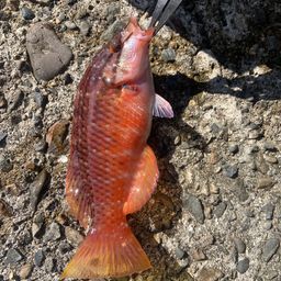 ホシササノハベラ