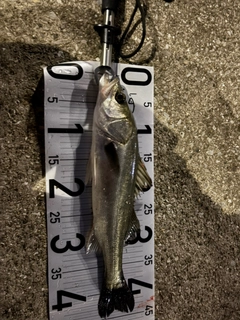 セイゴ（マルスズキ）の釣果