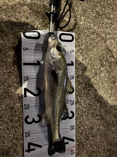 セイゴ（マルスズキ）の釣果