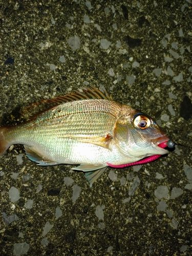 チャリコの釣果