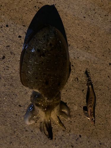 マツバイカの釣果