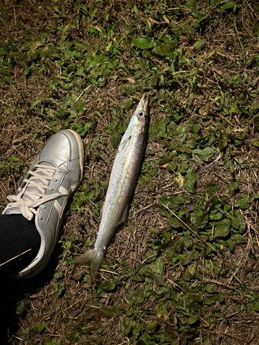 アカカマスの釣果