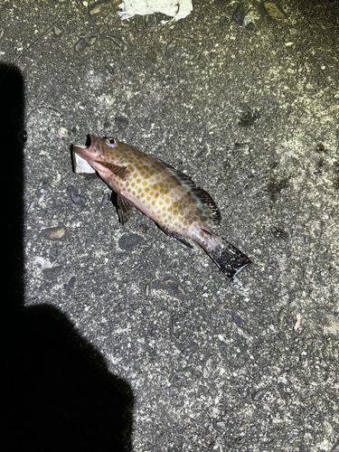 オオモンハタの釣果