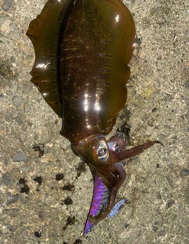 アオリイカの釣果