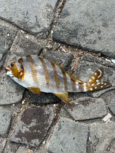 タカノハダイの釣果
