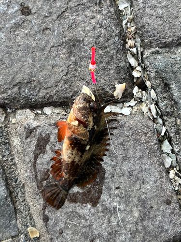 ハオコゼの釣果