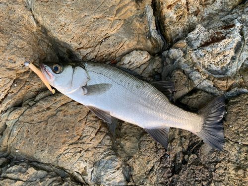 セイゴ（ヒラスズキ）の釣果