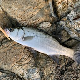 セイゴ（ヒラスズキ）