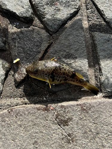 フグの釣果