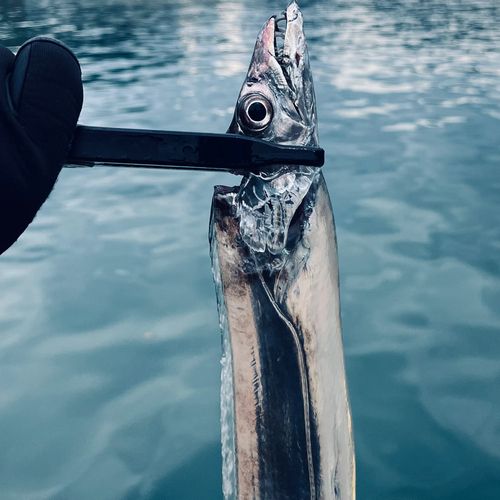 タチウオの釣果