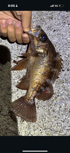 アカメバルの釣果