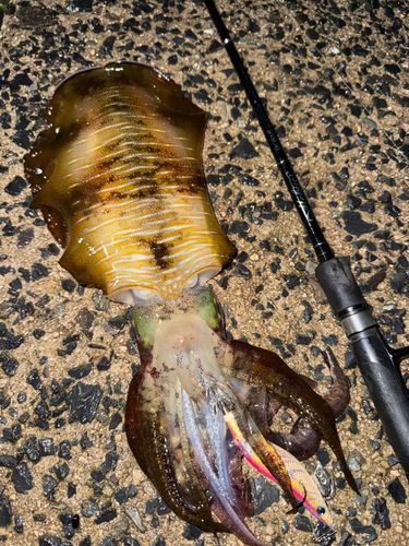 アオリイカの釣果