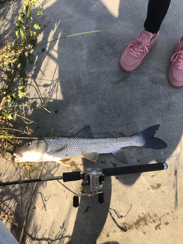 ニゴイの釣果