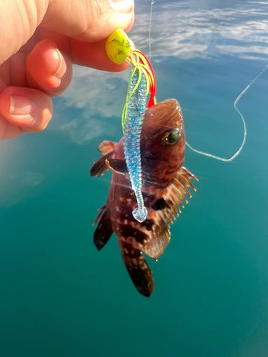 キジハタの釣果