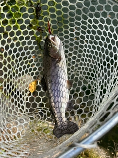 ニジマスの釣果