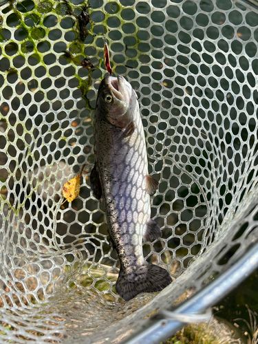 川場キングダムフィッシング