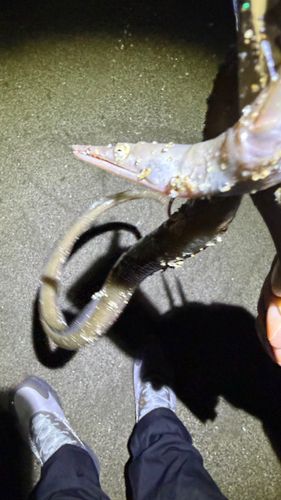 ホタテウミヘビの釣果