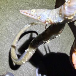 ホタテウミヘビ