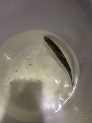 コノシロの釣果