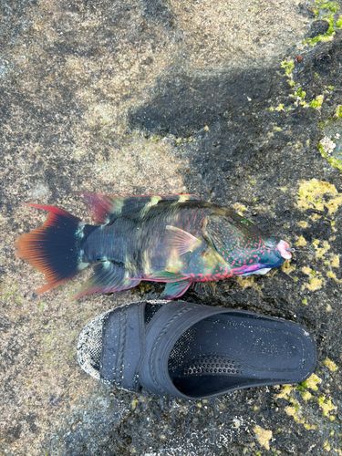 ヒロサーの釣果