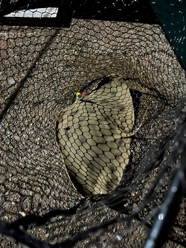 ツバクロエイの釣果