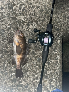 シロメバルの釣果