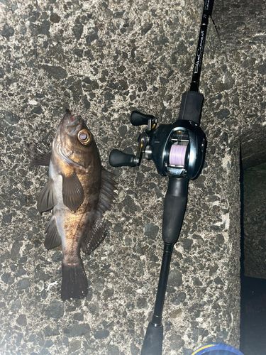 小湊漁港（青森）