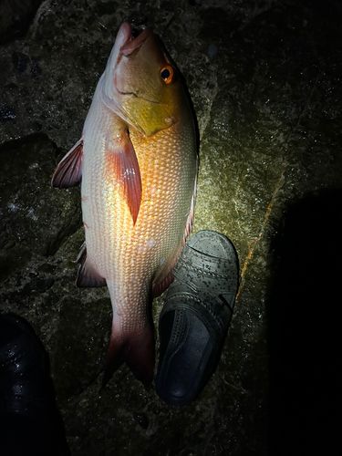バラフエダイの釣果