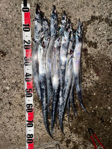 タチウオの釣果