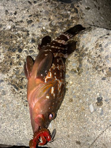 キジハタの釣果