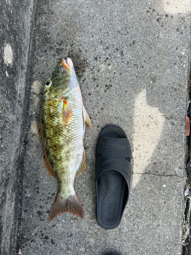 ムネアカクチビの釣果