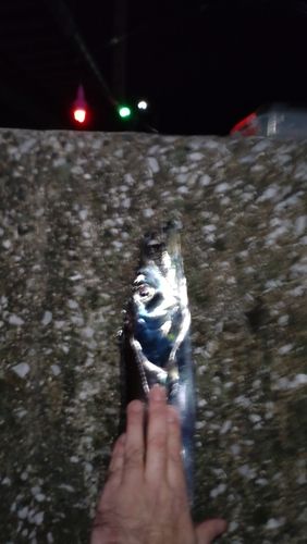 タチウオの釣果