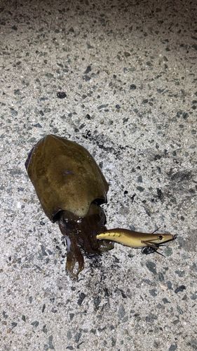 コウイカの釣果