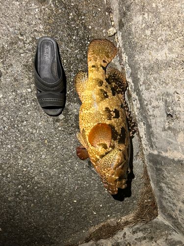 チャイロマルハタの釣果