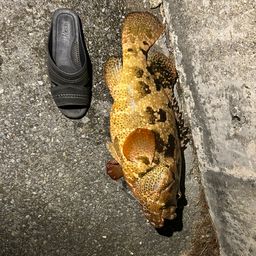 チャイロマルハタ